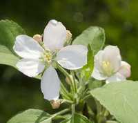 Malus sieversii apple flower